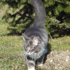 Image pour l'annonce Très beau chaton Maine Coon