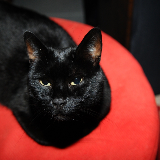Image pour l'annonce cherche nouveau foyer pour ma petite chatte noire