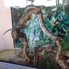 Image pour l'annonce Vends serpent roi de californie + terratium