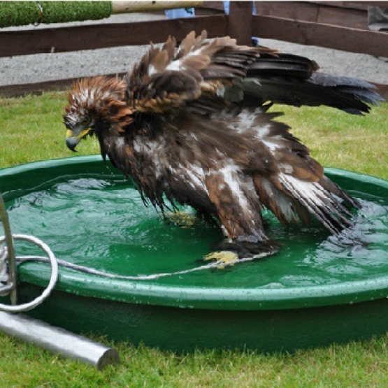 Image pour l'annonce bains d'oiseaux rapaces