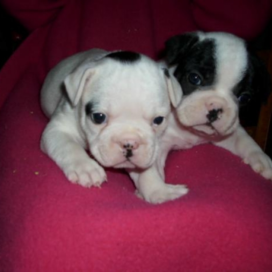 Image pour l'annonce Magnifiques chiots bouledogue français