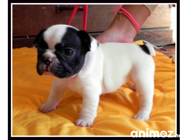 Magnifiques Chiots Bouledogue Francais Haut Rhin 68 Sur Animoz Net