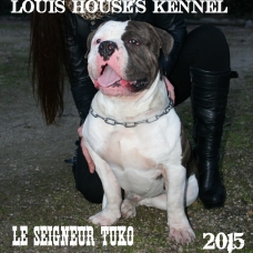 Image pour l'annonce AMERICAN BULLY LOUIS HOUSE'S KENNEL présente
