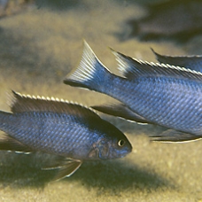 Image pour l'annonce poisson chiclidés