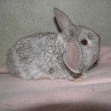 Image pour l'annonce Vends lapins nain belier de 2 mois