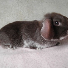 Image pour l'annonce Vends lapins nain belier de 2 mois