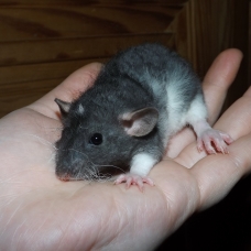 Image pour l'annonce Bébés et jeunes rats - rattes - ratons à adopter