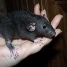 Image pour l'annonce Bébés et jeunes rats - rattes - ratons à adopter