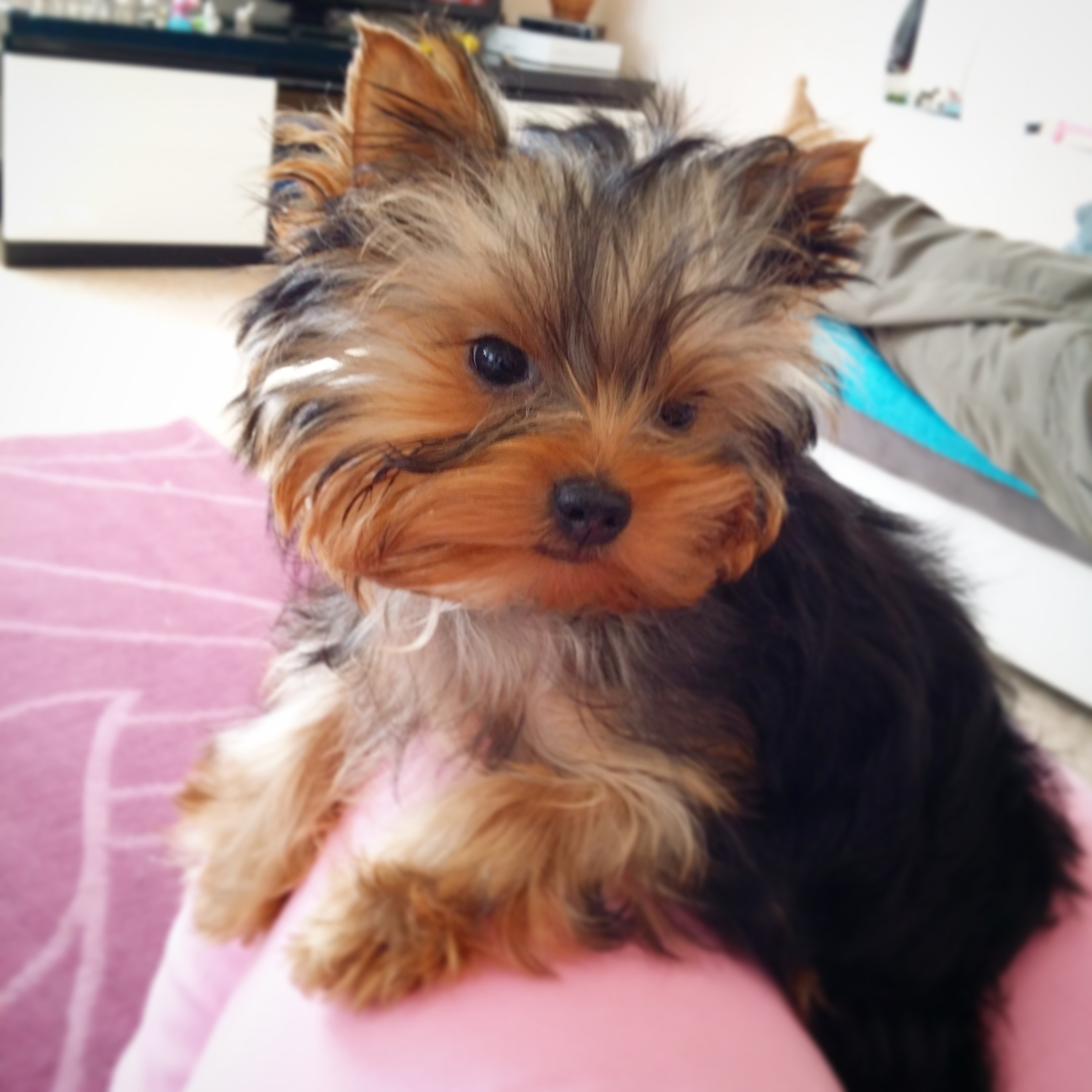 vends yorkshire terrier extra mini sur