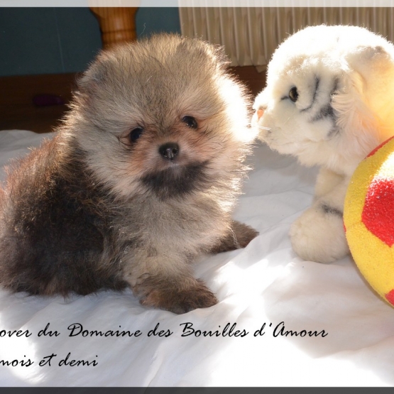 Image pour l'annonce Spitz nain Pomeranian LOF