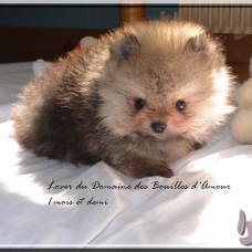 Image pour l'annonce Spitz nain Pomeranian LOF