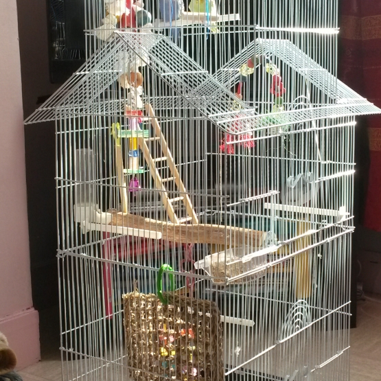 Image pour l'annonce Vends jeune couple de perruches ondulées avec 2 cages, jouets etc