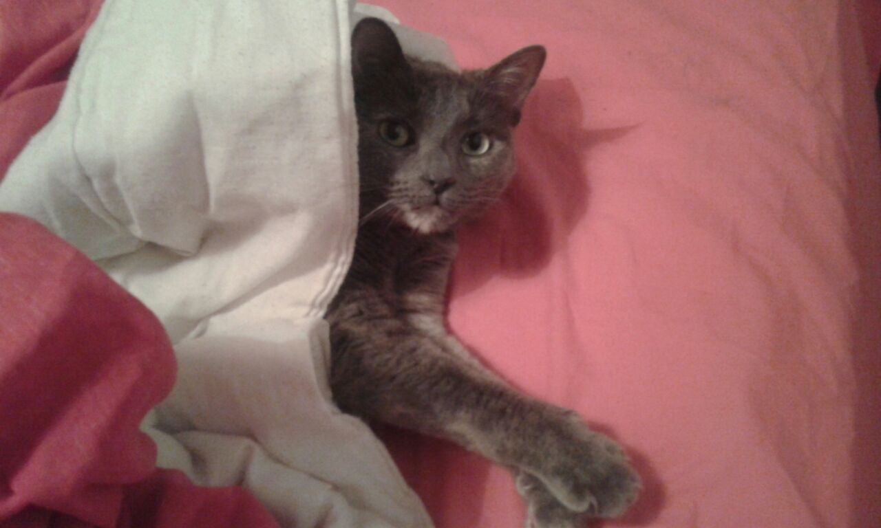 Chat gratuit 75