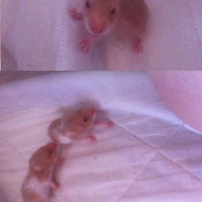 Image pour l'annonce bébé hamster