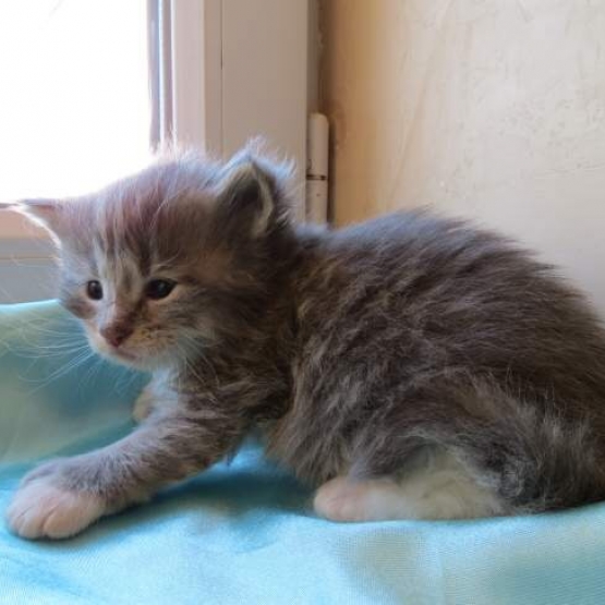 Image pour l'annonce Chaton Maine Coon blue blotched tabby loof