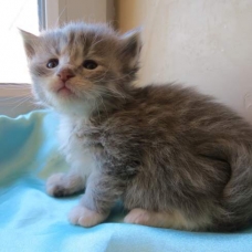 Image pour l'annonce Chaton Maine Coon blue blotched tabby loof
