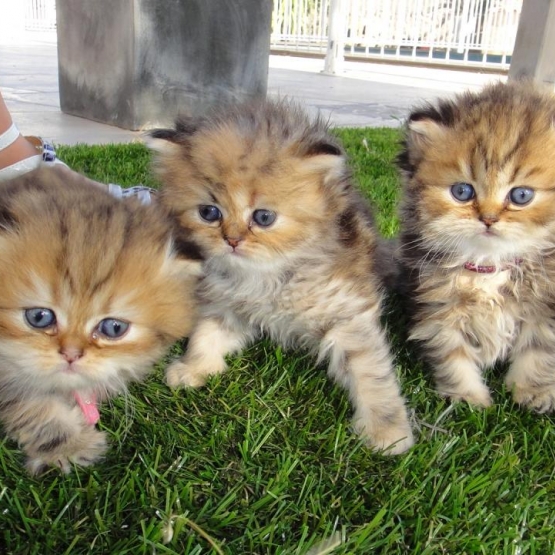 Image pour l'annonce Vends magnifiques chatons Persan