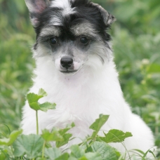 Image pour l'annonce 2 chiots de race chien chinois a crête variété houppette LOF