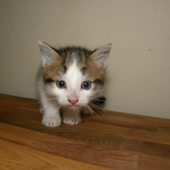 Chat siamois a adopter