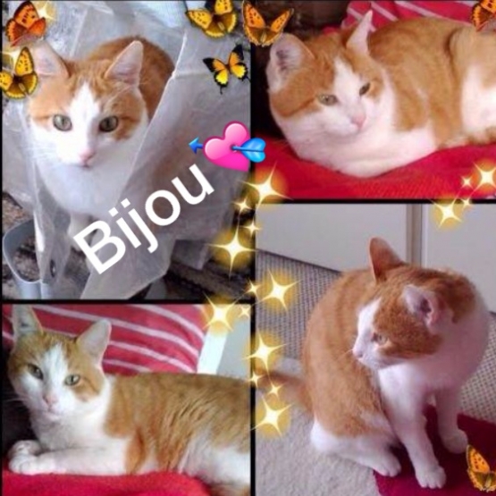 Image pour l'annonce Bijou, chat d'amour