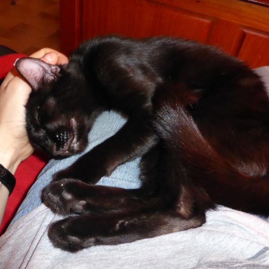 Image pour l'annonce Donne jeune chatte noire environ 6 mois