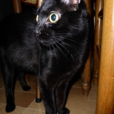 Image pour l'annonce Donne jeune chatte noire environ 6 mois