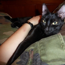 Image pour l'annonce Donne jeune chatte noire environ 6 mois
