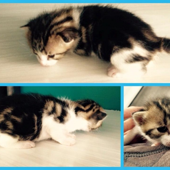 Image pour l'annonce Donne 6 petits chatons contre bons soins