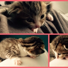 Image pour l'annonce Donne 6 petits chatons contre bons soins