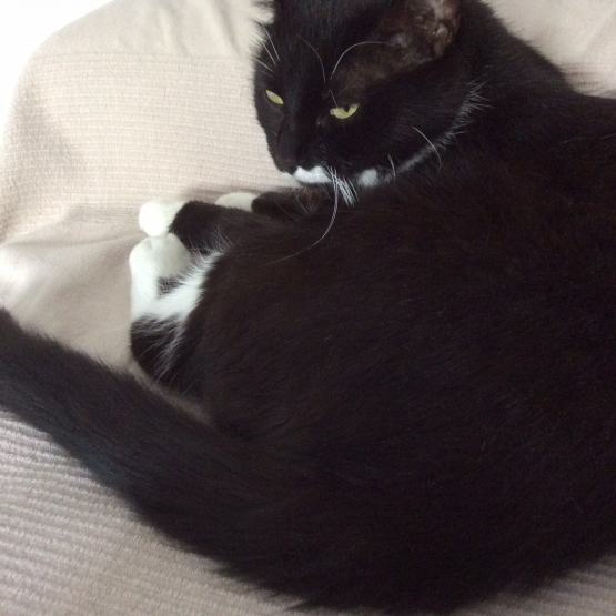Image pour l'annonce Donne chat femelle noire et blanche