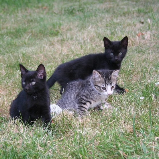Image pour l'annonce 4 chatons à donner