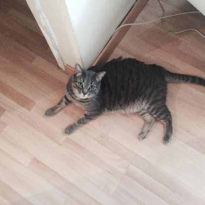 donne chat adulte paris