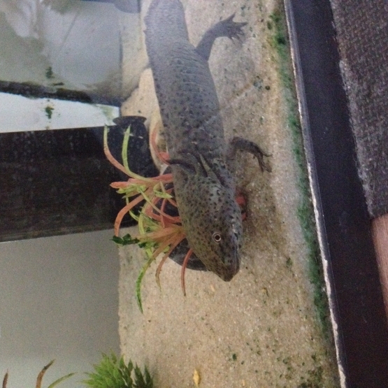 Image pour l'annonce Donne Axolotl