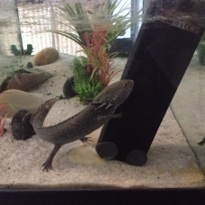 Image pour l'annonce Donne Axolotl