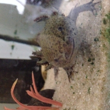 Image pour l'annonce Donne Axolotl