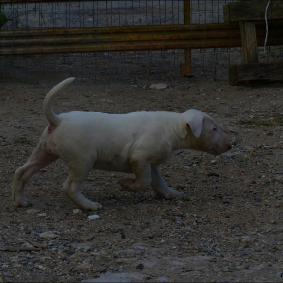 Image pour l'annonce Vends chiot Bull Terrier mâle