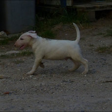 Image pour l'annonce Vends chiot Bull Terrier mâle