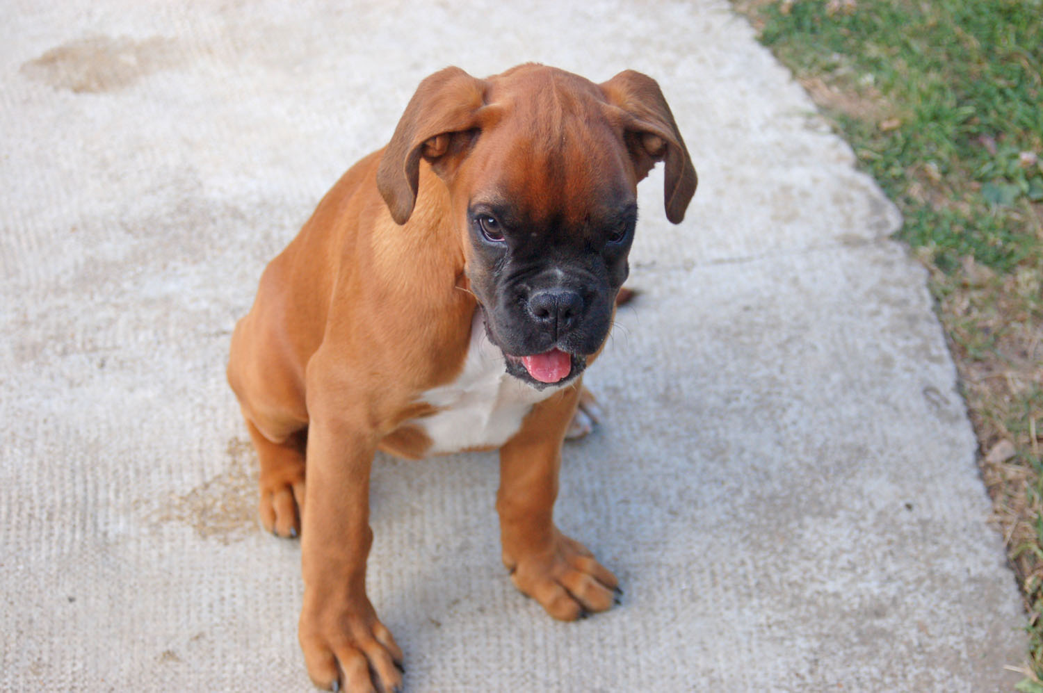 vend chiot boxer LoiretCher (41) sur