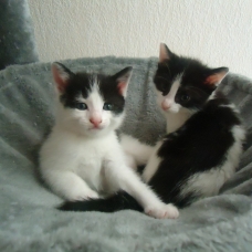Image pour l'annonce Donne 3 chatons blanc et noir