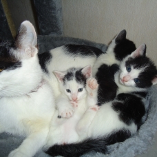 Image pour l'annonce Donne 3 chatons blanc et noir