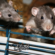Image pour l'annonce Rats