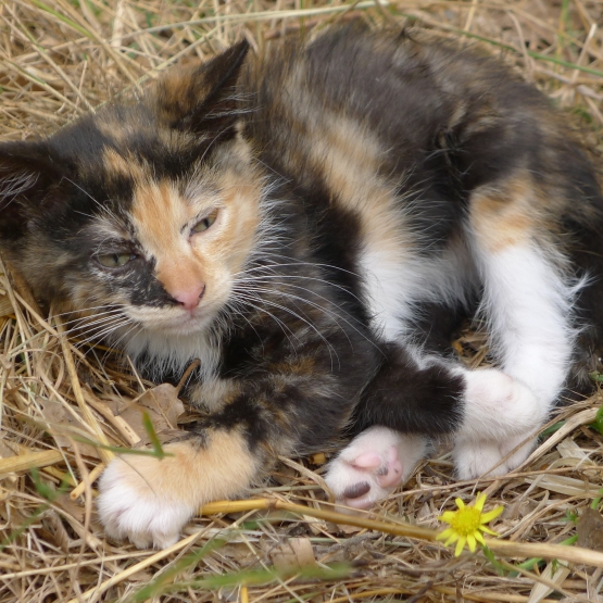 Image pour l'annonce Donne magnifiques chatons femelles