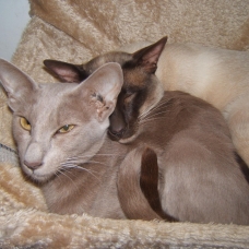 Image pour l'annonce Famille de chats siamois Oriental