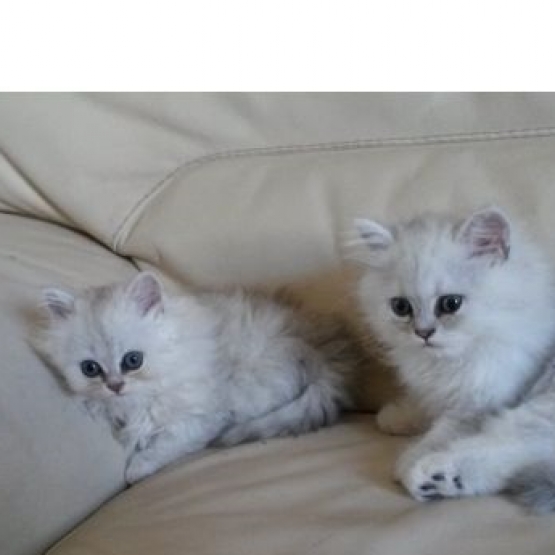 Image pour l'annonce CHATONS PERSAN CHINCHILLA LOOF