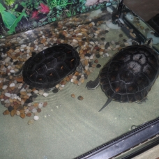 Image pour l'annonce vend 2 tortues d'eau + terrarium
