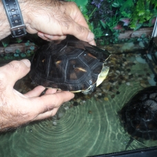 Image pour l'annonce vend 2 tortues d'eau + terrarium