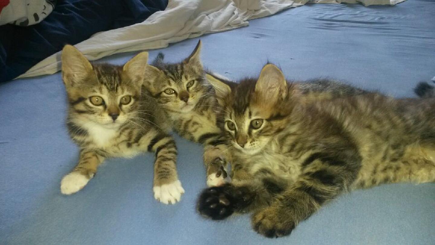 donne adorable petit chatons loire atlantique 44 gratuit sur animoz net