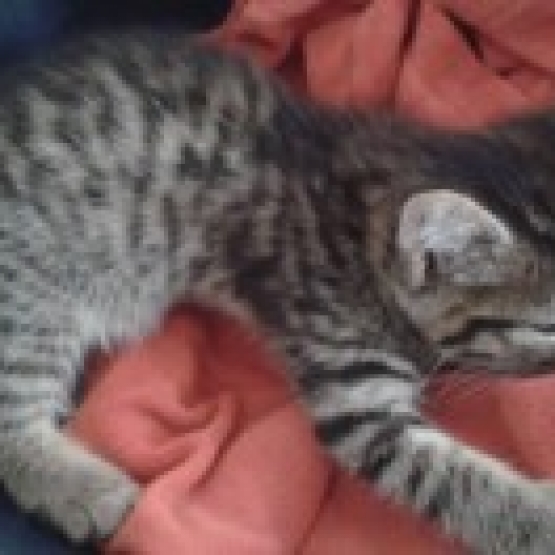 Chat gratuit arab