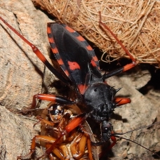 Image pour l'annonce Blattes réduves insectes