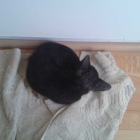 Image pour l'annonce chaton noir femelle